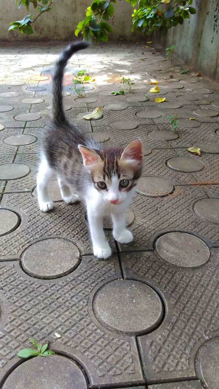 I Wanted A Cat From 4 Years And Was Waiting So Desperately. Finally About 3 Weeks Back, My Mom Agreed To Bring One And We Adopted This Little Cutie. His Name Is Ricky And He Is My Best Friend