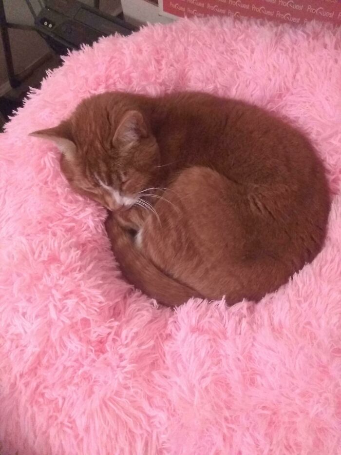 My Old Man Applesauce. Please Consider Adopting An Older Cat, They Are Such A Joy