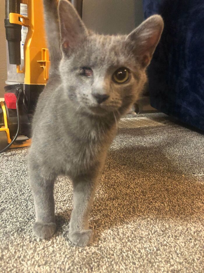 This Is Odin. We Just Adopted Him Today, He Was Born Without One Eye