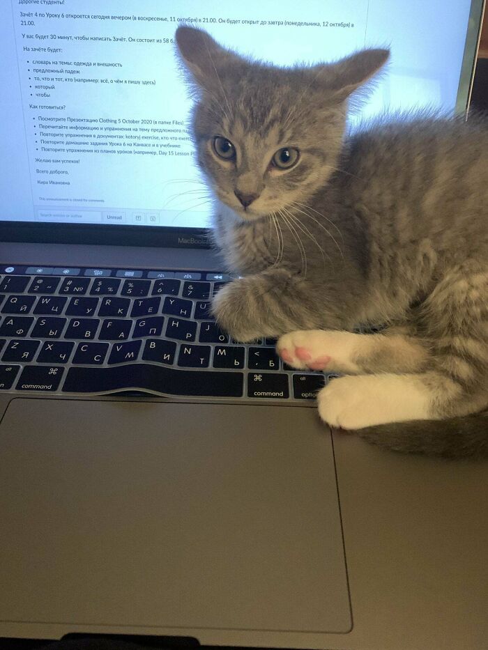 Adopted My First Kitten From The Shelter Last Week And She’s Already Giving Great Airplane Ears!