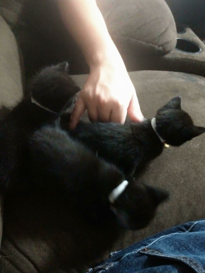 Adopted 3 Lil Voids Today