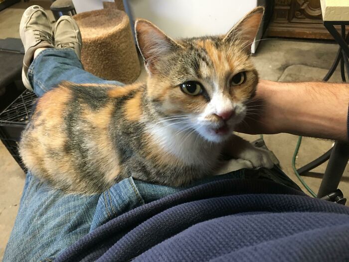 After Months Of Coaxing Stray Kitty Adopted Us