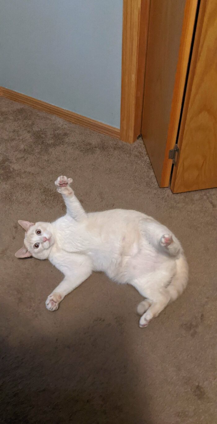 This Is Maya, My Boyfriend And I Adopted Her Monday. Welcome Home Toes!