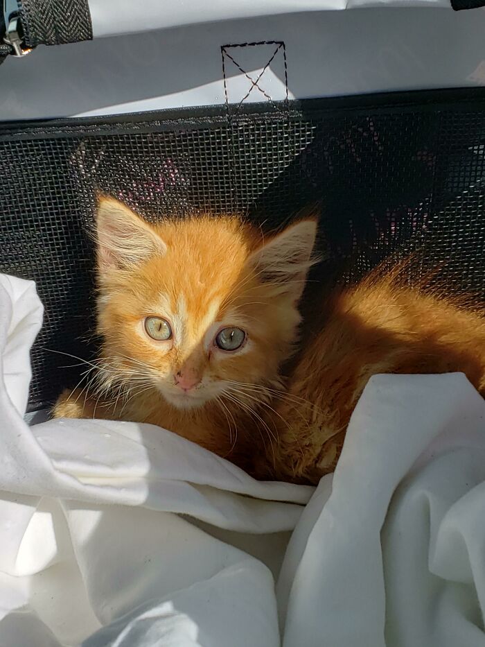 A Friend Found This Guy On Her Farm Last Night, So My Husband I Adopted Him Today