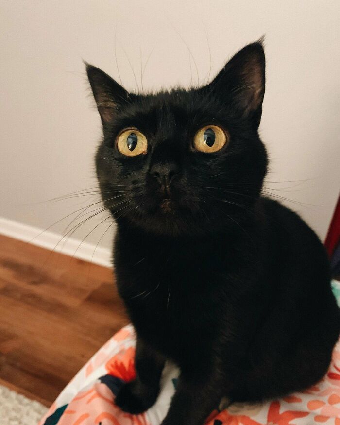 Happy Three Month Adoption-Versary To Sesame!