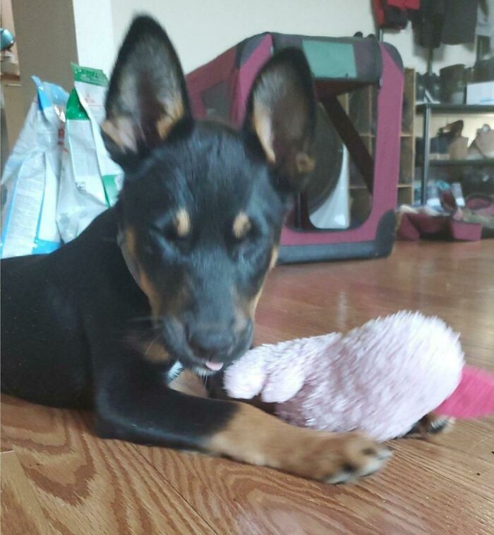 His "I Just Got Adopted" Blop