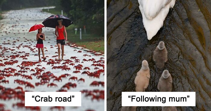 30 Stunning And Emotional Photos That Won The European Wildlife Photographer Of The Year 2020