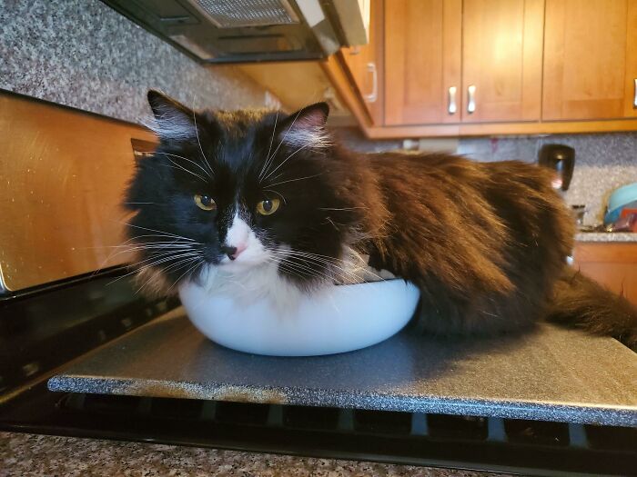Found Him Laying In The Bowl Of Grapes. He Smushed Them All. He Is Proud Of Himself