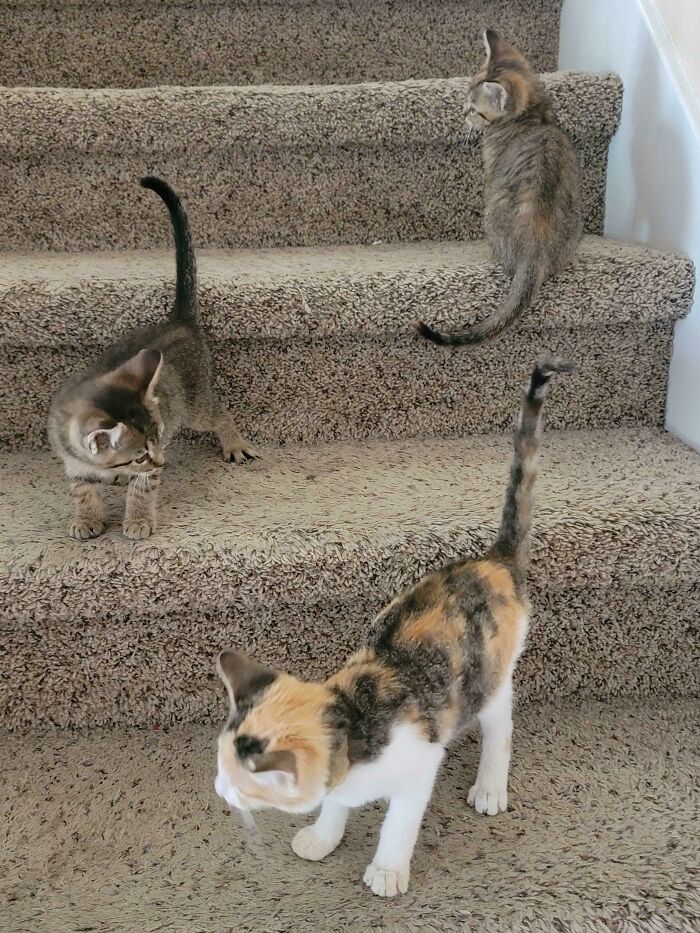 Was Looking Online To Adopt A Calico Kitten, But After Seeing The Two Tabby Sisters Looking For A Home, My Girlfriend And I Decided To Adopt Them. Two Days Later A Stray Calico Kitten Shows Up At My Girlfriend's Job. Guess Who Has 3 Cats Now!