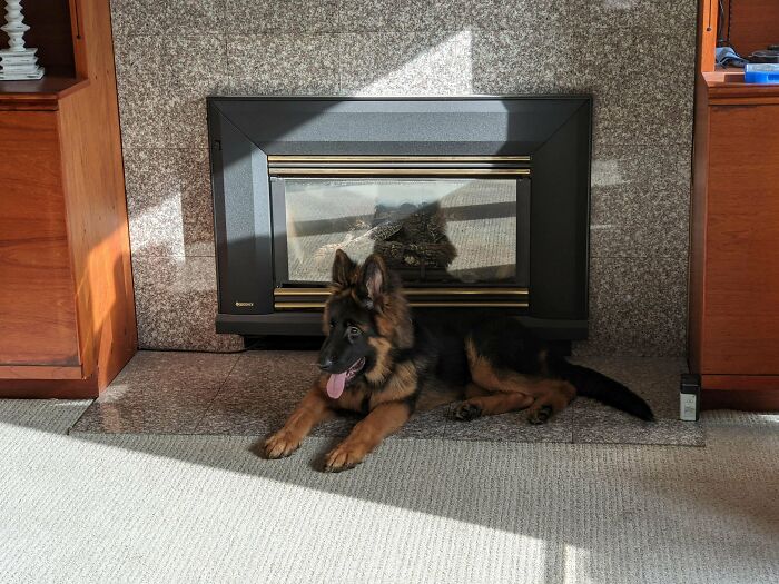 Coworker Asked If We Could Adopt Him... Naturally We Couldn't Resist, Meet Archer!