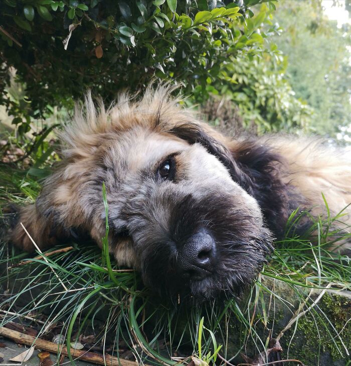 I Waited 18 Years To Get My First Dog. That's A Long Time. It's My Cake Day And, Finally, This Is Margot!
