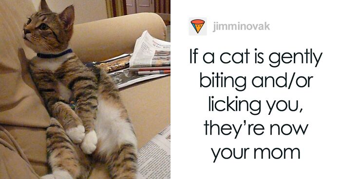 Cat Owners Explain How Cat Body Language Is Often Misinterpreted By ‘Dog People’