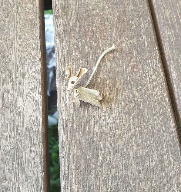 This Leaf That Looks Like A Mouse