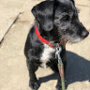 alicesanderson avatar