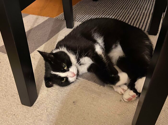 I Just Adopted This 5 Year Old, Grumpy, Little Butthead, And I Already Love Her