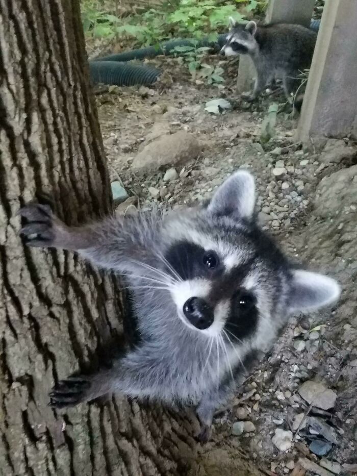 The Friendly Neighborhood Panda