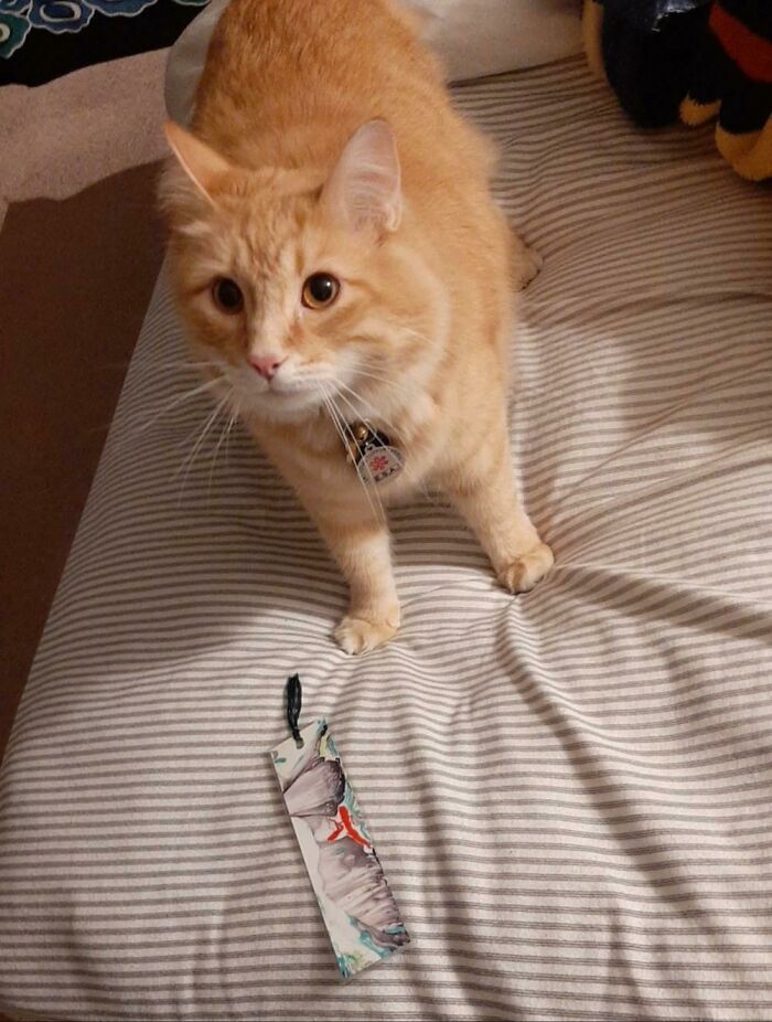 He Pulled The Bookmark Out Of The Book I'm Reading While It Was Sitting Closed On My Nightstand