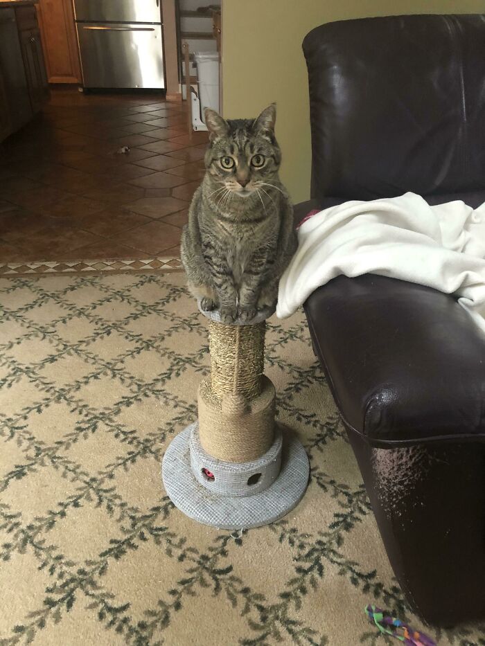 This Jerk Who Scratches The Couch And Sits On The Scratching Post