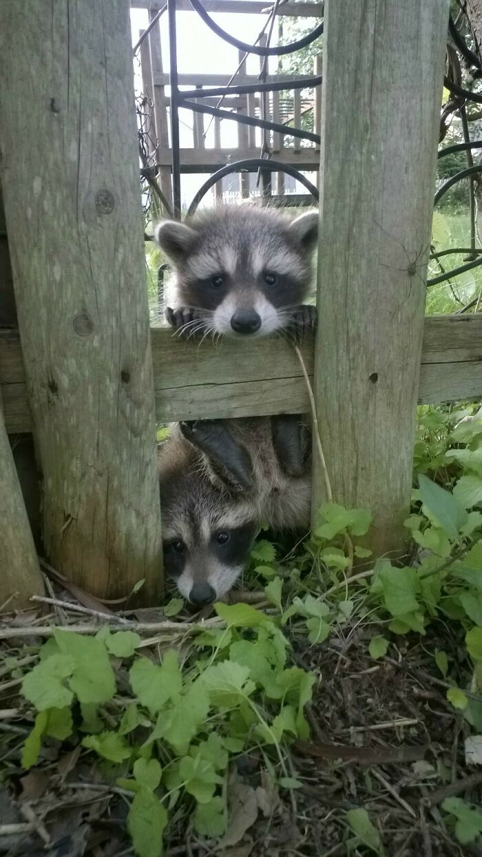 Neighbors Came By To Say Hi