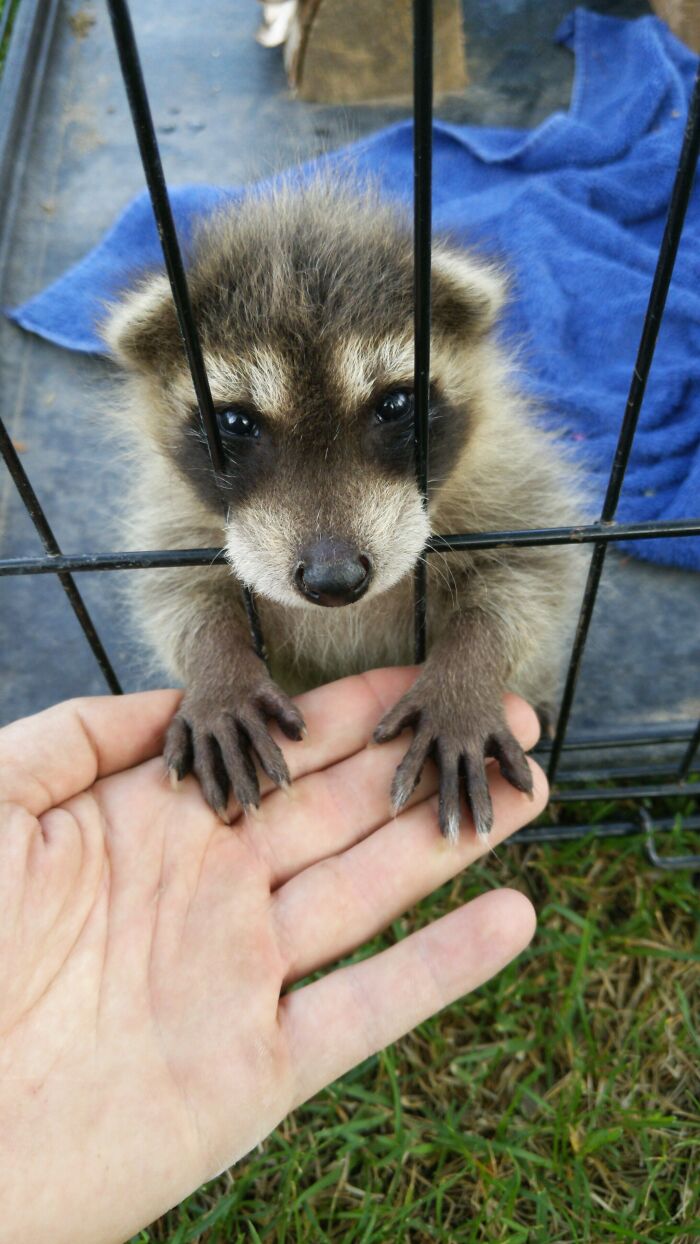 The People I'm Working For Are Raising This Little Trash Panda