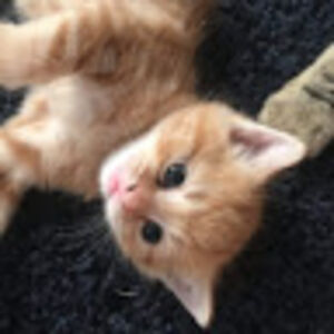 caitlynhotere avatar