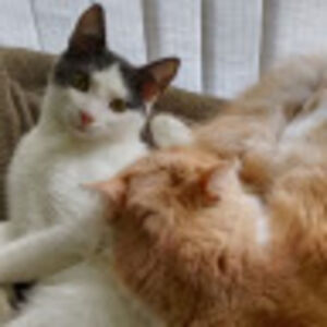 unknownperson_1 avatar