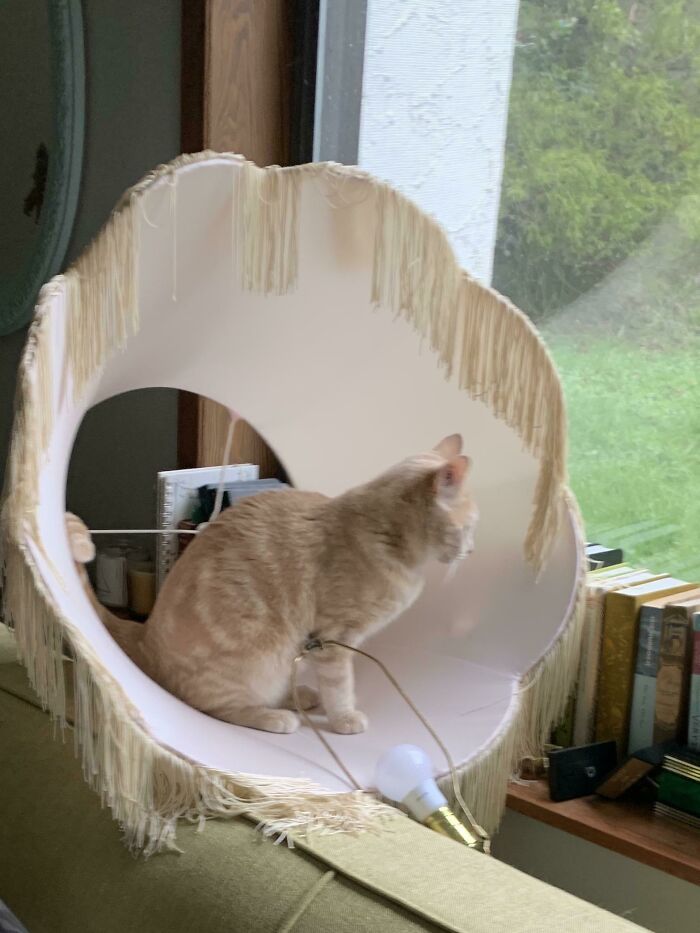 Murphy Kills Lamps. And Then Sits In Them