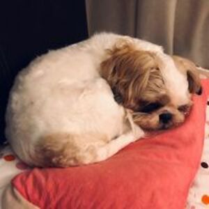 yikmengtan1986 avatar