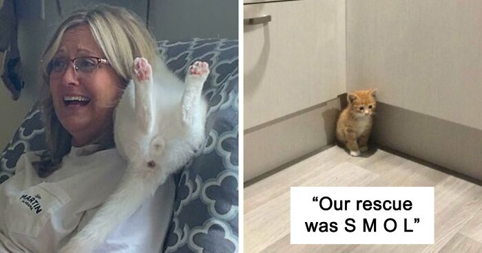 50 Most Wholesome Rescue Pet Photos Of October