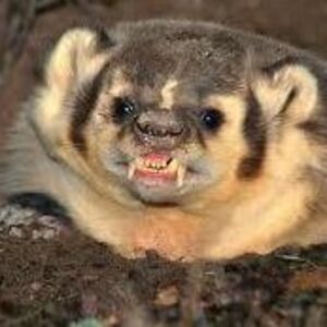 shinsetsuzyx667 avatar