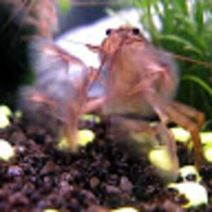 johanvanluijn-hermans avatar