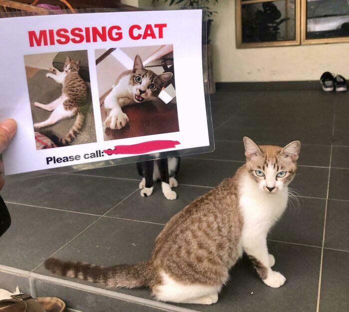 Searched For Him Everywhere With No Success. Decided To Order Flyers To Distribute To The Neighbors, Then This Jerk Showed Up Before I Even Sent Out The First One