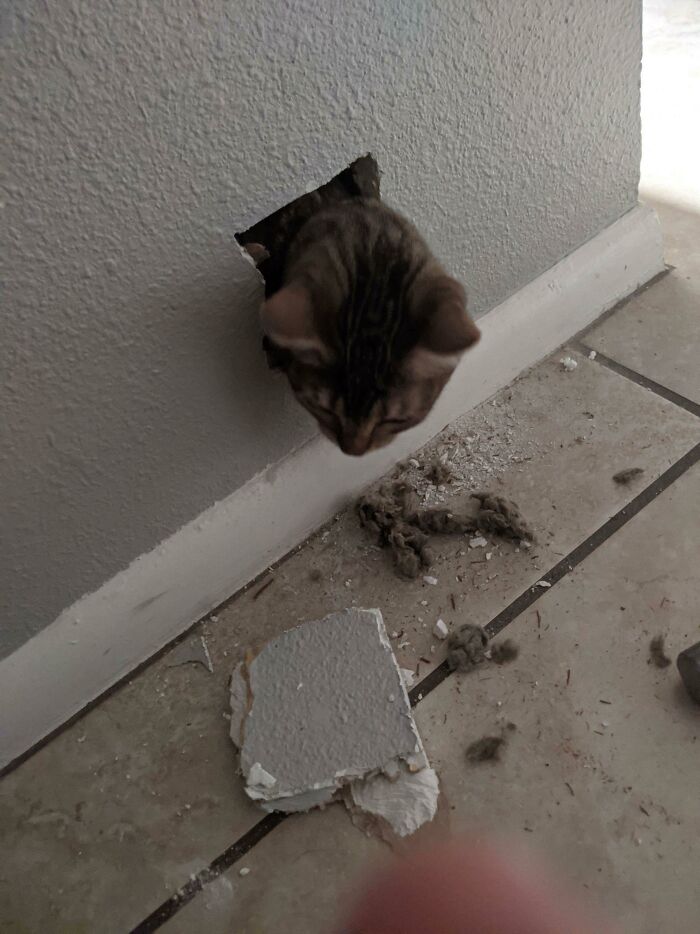 She Got Into The Attic And Fell Into The The The Hallway Wall. I Had To Break Her Out