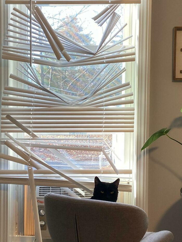 My Girlfriend Came Home To Our Cat Dirt Sitting By The Window