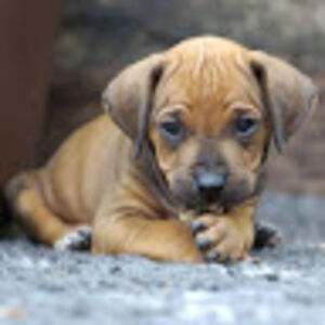 jasmineherman avatar