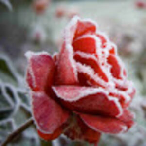 rosefroehlich avatar