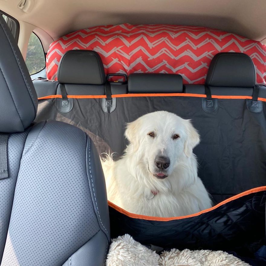 Gentle 2 Y.O. Dog Loves The Gophers In Her Local Park, Tries To Say Hello To Them On Her Daily Walks