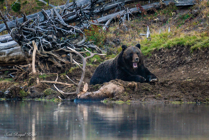 Photographer Captures A Once In A Lifetime Moment Of A Grizzly And Wolf Encounter Photographer Captures A Once In A Lifetime Moment Of A Grizzly And Wolf Encounter