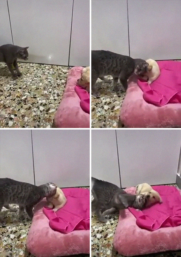 You're Gonna Be My New Friend Pup