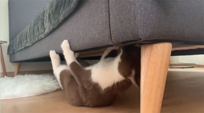 Spider-Cat Spider-Cat !!!!!