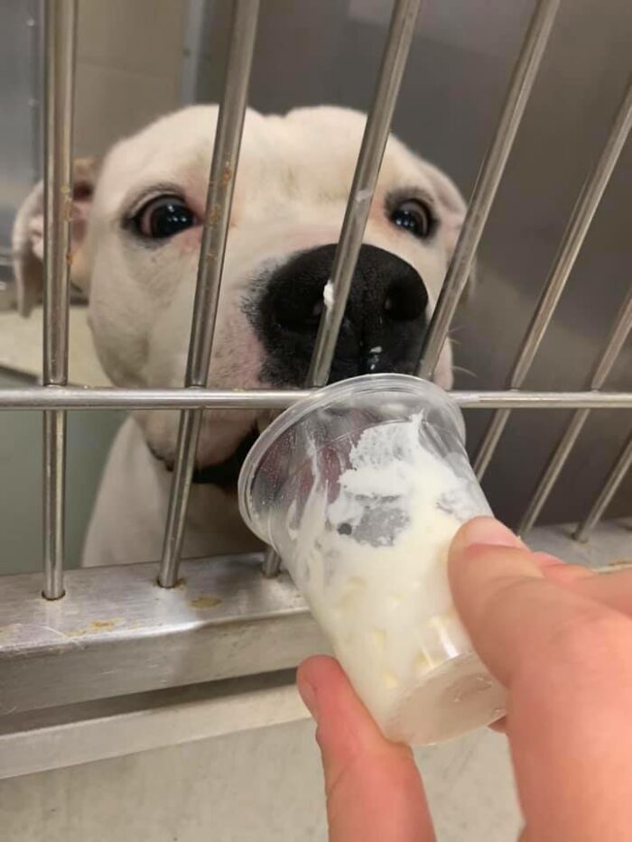 Louisiana Woman Shares Pics And Videos Of Her Feeding Shelter Dogs ‘Puppuccinos’ To Brighten Their Day Louisiana Woman Shares Pics And Videos Of Her Feeding Shelter Dogs ‘Puppuccinos’ To Brighten Their Day