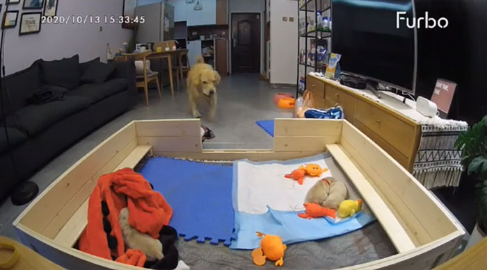 This First-Time Golden Retriever Mother Was Captured Trying To Console Her Newborn Puppies With Her Favorite Toys This First-Time Golden Retriever Mother Was Captured Trying To Console Her Newborn Puppies With Her Favorite Toys