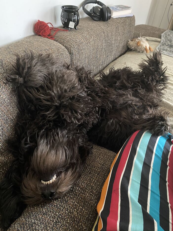 Maki Is A Derpy Sleeper, This Is When She Gets Extra Extra Comfy!