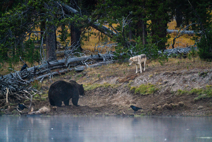 Photographer Captures A Once In A Lifetime Moment Of A Grizzly And Wolf Encounter Photographer Captures A Once In A Lifetime Moment Of A Grizzly And Wolf Encounter