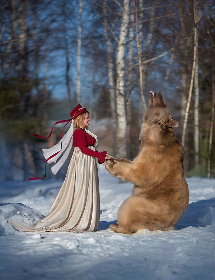 Russian brown bear raised by humans standing on hind legs holding hands with a woman in a dress in snowy forest.
