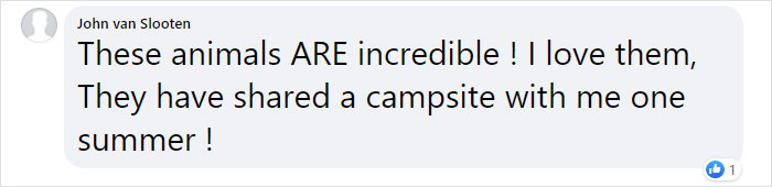 These 2 Sneaky Raccoons Broke Into A Bank In California These 2 Sneaky Raccoons Broke Into A Bank In California