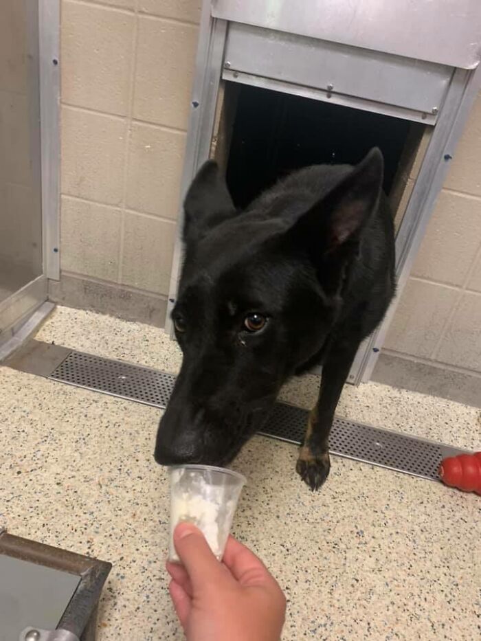 Louisiana Woman Shares Pics And Videos Of Her Feeding Shelter Dogs ‘Puppuccinos’ To Brighten Their Day Louisiana Woman Shares Pics And Videos Of Her Feeding Shelter Dogs ‘Puppuccinos’ To Brighten Their Day