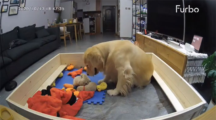 This First-Time Golden Retriever Mother Was Captured Trying To Console Her Newborn Puppies With Her Favorite Toys This First-Time Golden Retriever Mother Was Captured Trying To Console Her Newborn Puppies With Her Favorite Toys