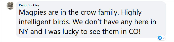 Guy Built A Bird Feeder That Accepts Bottle Caps For Food, And These Wild Magpies Love It