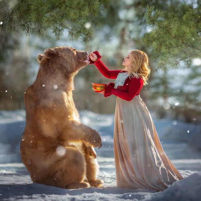 Russian brown bear sitting in snow being fed by a woman, showcasing the bear’s modeling career in a snowy forest.